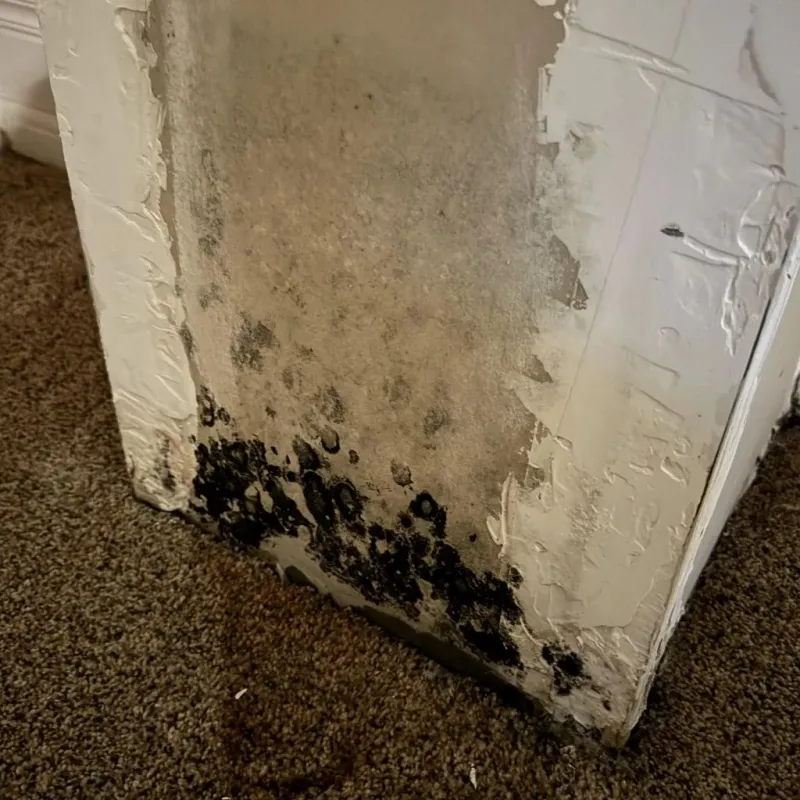 Professional Mold Removal in Richmond, MO
